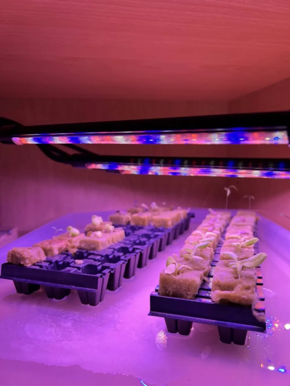 Serre automatisée aquaponique myFarm - Préparation des semis sous lampe UV