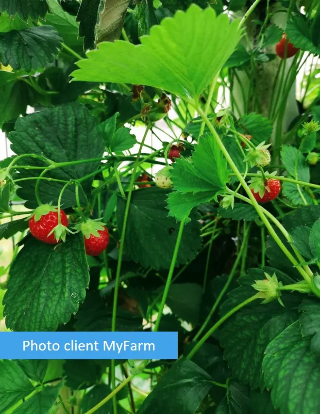 Serre automatisée aquaponique myFarm à Gembloux