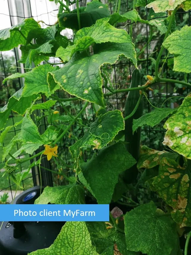 Serre automatisée aquaponique myFarm à Gembloux