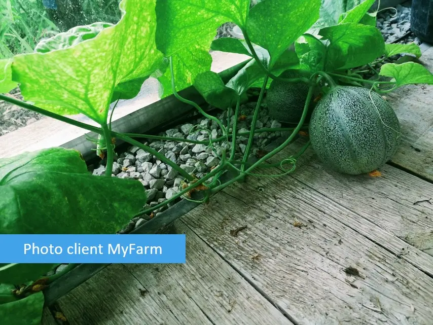 Serre automatisée aquaponique myFarm à Gembloux