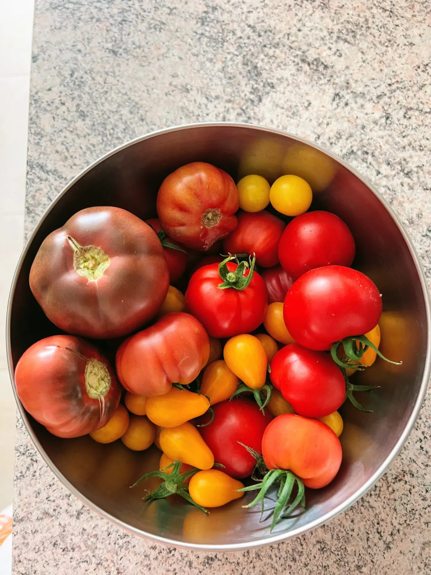 Récolte de tomates de la serre aquaponique myFarm