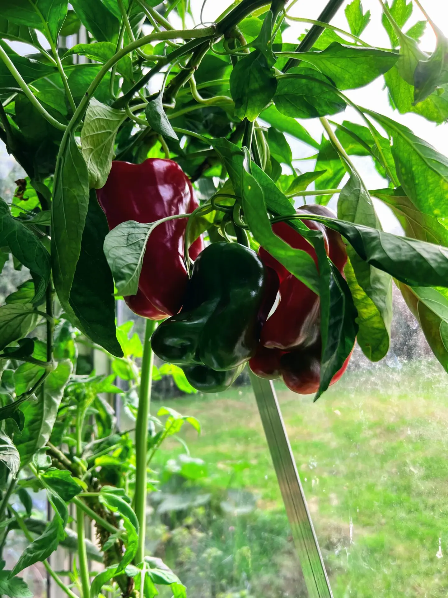 Poivrons dans la serre automatisée aquaponique myFarm