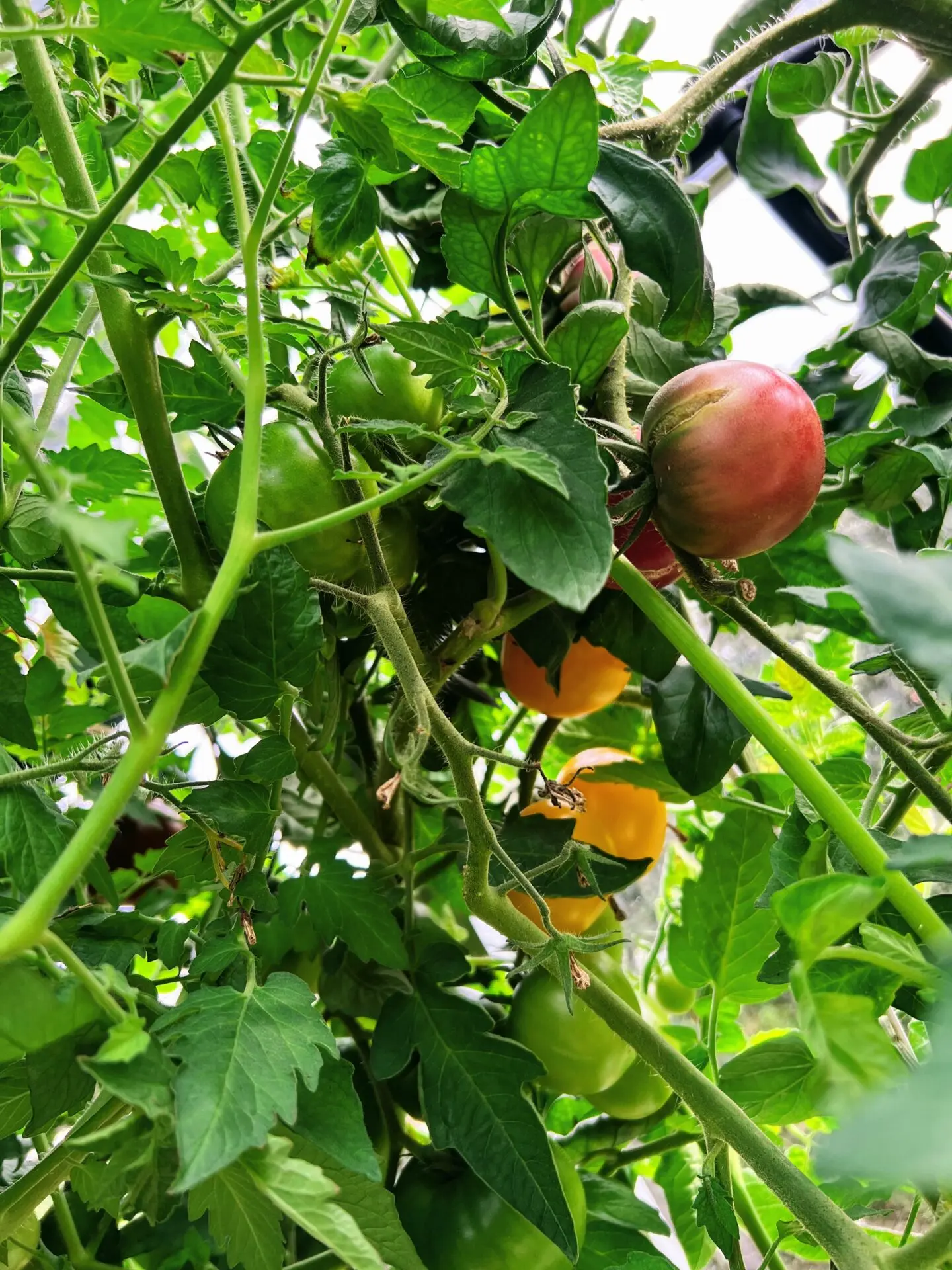 Tomates dans la serre automatisée aquaponique myFarm