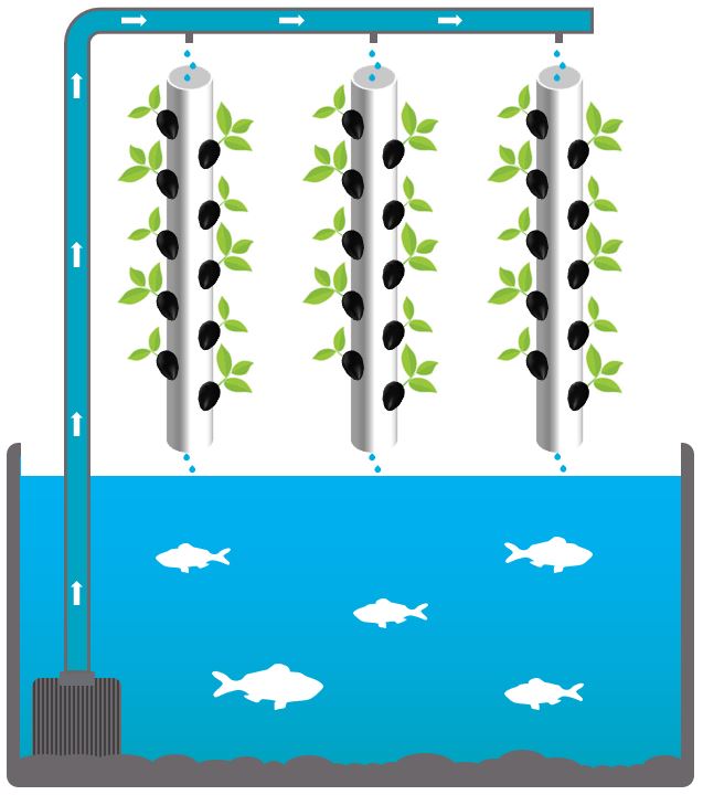 Funktionsweise des automatisierten aquaponischen Gewächshauses myFarm